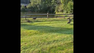 Goose walk near the pond  C T USA ( ក្ងាននៅ USA ) 野鹅在湖边