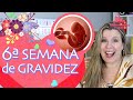 6ª SEMANA DE GESTAÇÃO | Sintomas, como está o bebê, o corpo da mamãe | 1º TRIMESTRE DE GRAVIDEZ