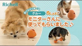 Dog toys that let you learn while playing