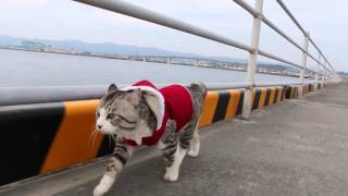 Cat to patrol the harbor