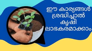 ചിലവ് കുറച്ച് കൃഷി?☺️🌱🌱🌱, zero cost Fertilizer  farming ,krishi in malayalam, #youtube, #like, #100m