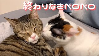 【癒し猫動画】メリーからシャビへの毛づくろい（愛が止まりません）