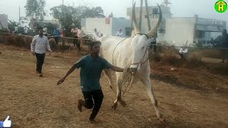 || Khillari Racing Bulls of Modekop and B K Kangrali Running in Bailgada Sharyat ||