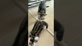 #shortvideo #funny #mycatchannel #cat #petschannel #yourcat #pets #catchannel #yourpet #funnycats