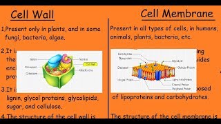 Cell Wall Vs Cell Membrane |Quick differences and Comparison|