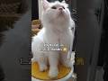 #cat #golucat #whitecat #snowwhiteleolove #funny #memes #music #comedy #catvideos #catlover