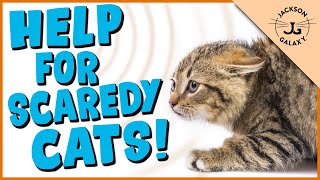 How to Help Your Scared Cat!