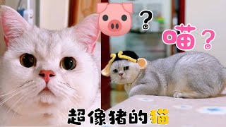 【喵界趣闻】新晋网红流浪猫新鲜哥，猫粮只吃掉落五秒之内的，长相酷似鉴宝达人听泉哈哈，这届网友真仙\u0026全网最像猪的猫，这大概就是猪猫本猫了吧！看着就是有喜感哈哈