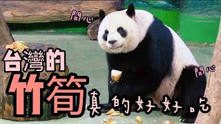 圓圓一進場就拿到好幾根筍子，圓圓吃得超開心|熊貓貓熊The Giant Panda Yuan Yuan and Yuan Bao|台北市立動物園