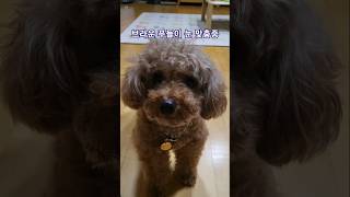 브라운 푸들이 눈마춤 하는이유 . why brown poodle eye contact with me. #박서진 지나야