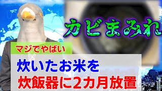 【グロ注意】お米を２ヶ月放置したらマジでやばい