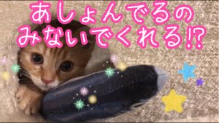 けりぐるみと一生懸命遊ぶマンチカンの子猫茶々くんが可愛すぎて悶絶しました！ #子猫 #マンチカン