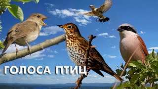 Весенние голоса тридцати певчих птиц / Мини-определитель (Птицы России) #ГолосаП
