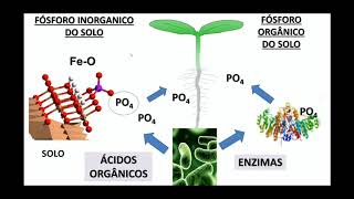 Inoculante solubilizador de fosfato para a culturas agrícolas com microorganismos tropicais