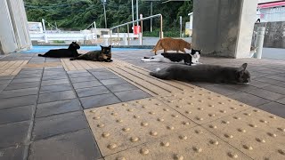 フェリー乗り場の夕方の猫の集会に猫目線で参加してみた