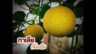 รีวิวเมล่อนกาเลียเนื้อส้ม(Chamchun Galia melons)