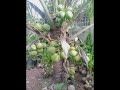 Wow,Amazing New Agriculture Technology, Coconut tree. 🥥🥥