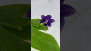 紫色の胡蝶蘭　Phal. violacea Indigo×sib（ファレノプシス・ ビオラセア・インディゴ)🌼秋のらん展\u0026ボタニカルフェア2022🍁より