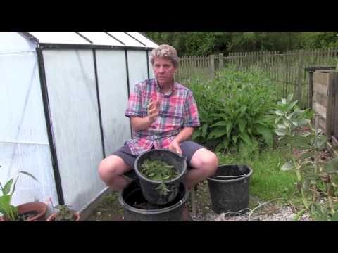 How to make FREE Natural Plant Food Fertilizer How to make FREE Natural Plant Food Fertilizer