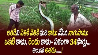 Snake bites 34 times | అతడిని వెతికి వెతికి మరి కాటు వేసింది | ఏకంగా 34 టైమ్స్ | టాప్ తెలుగు మీడియా