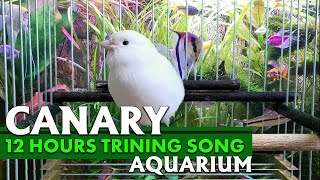 CANARY TRAINING VIDEO 12h