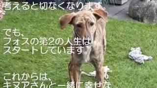 虐待を受けた犬はお風呂に救われる！でも長く続かない幸せな時間、その思い出の写真に心震える【泣ける】