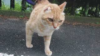 バイク食堂に出て来てくれた美猫のミミちゃん❗少し濡れてたミミちゃん😅お決まりポーズ\u0026コロンは決まりません😅腹ペコだったんだね！パクパク⤴️食べ終えたら涼しい所で休んでて下さいニャ～❤️