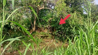 Ular bertapa di tepi sungai lereng gunung gak berani mendekat karna mengerikan