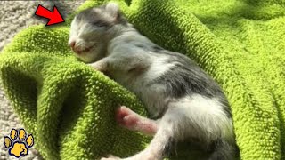 This Kitten Ate Rocks and Dirt to Survive