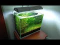 4 Months Update - Eggs Hatched, Baby, NO filter, NO CO2, NO Ferts 5 Gallon Nano Tank 4 Months Update - Eggs Hatched, Baby, NO filter, NO CO2, NO Ferts 5 Gallon Nano Tank