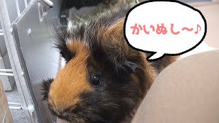 mottoがモルモットをお迎えした理由を話します。　The Reason Why I keep a guinea pig.