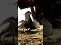 mother s love viralvideo shorts shortsfeed brave birds