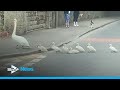 A swan and her cygnets 'check into Gleneagles Hotel'