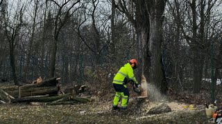 Wycinka drzew - arborist cutting down trees