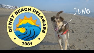 Dog Friendly Dewey Beach Delaware