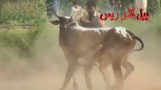 JELSA BULL RACE جلسہ بیل ریس 23 part 1 race wala game