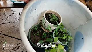 这是我低成本造的院子，院子虽简陋了点但我喜欢这样的田园生活