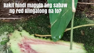 Joebert asor Bakit Hindi Mapula ang Sabaw ng Red Alingatong na to