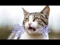 Cat Sound | Cats Meowing To Attract Cats | Cat Calling Sound | Cat Noises To Make Them Come To You