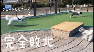 【敗北】必死で追いかけてもボーダーコリーに全く追いつけない超大型犬の子犬｜グレートピレニーズ