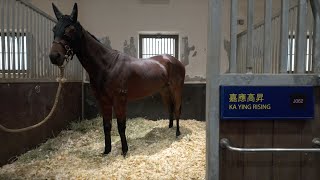 「嘉應高昇」帶你遊馬房 / At the Stable with Ka Ying Rising