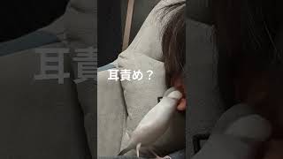 【文鳥】飼い主の耳を攻撃する文鳥 耳垢は掃除しておりますのでご心配なさらず #文鳥 #手乗り文鳥 #ペット #小鳥 #かわいい #耳責め