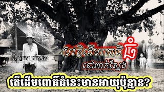 តើដើមពោធិ៍ធំនៅពាក់ស្នែងមានអាយុប៉ុន្មានឆ្នាំហើយ?  ប្រវត្តិដើមពោធិ៍ធំនៅពាក់ស្នែង  រឿងពិតរបស់គាត់