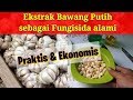 Fungisida Alami dari Bawang Putih dan cara membuatnya