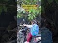 semua kaget dominique nekad berangkat naik motor😱😱 trending viralvideo shortviral