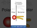 What are Phospholipids and Steroids?  #biochemistry  #apbiology #phospholipids  #ibbiology