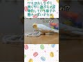 【性格】ワキワキしながら明らかに遊ぶものを物色している様子のあきっぽオカメ😊 shorts インコ オカメインコ 小鳥 お笑い おもしろ動画