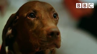 Can dogs tell the time? 🐶 | Inside the Animal Mind - BBC