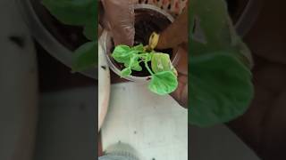 ஒரு செடி மட்டும்தான் இருக்கு #garden #gardening #nature #shorts #short #shortsfeed #shortvideo