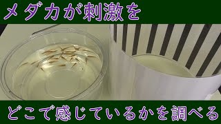 【実験】メダカがどこで刺激を感じているかを調べる